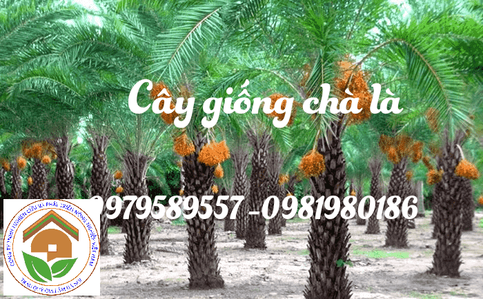 cây chà là trồng làm cảnh min