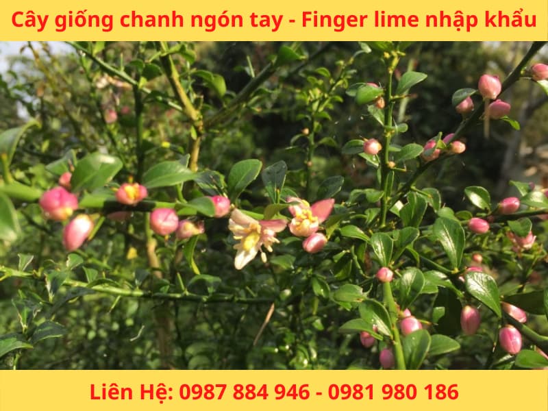 Cây giống chanh ngón tay Fingerlime chanh Úc nhập khẩu mới