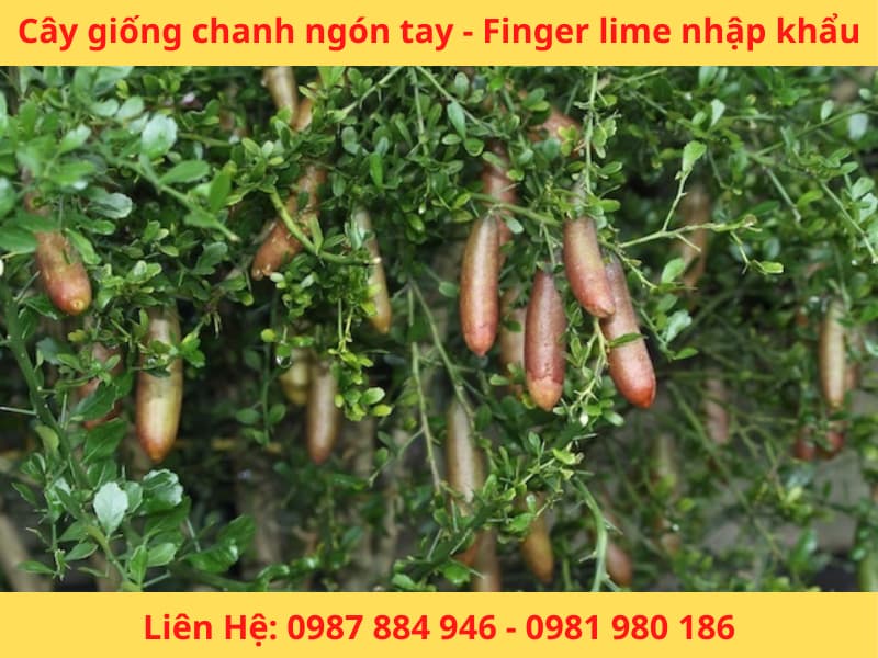 Cây giống chanh ngón tay Fingerlime chanh Úc nhập khẩu mới