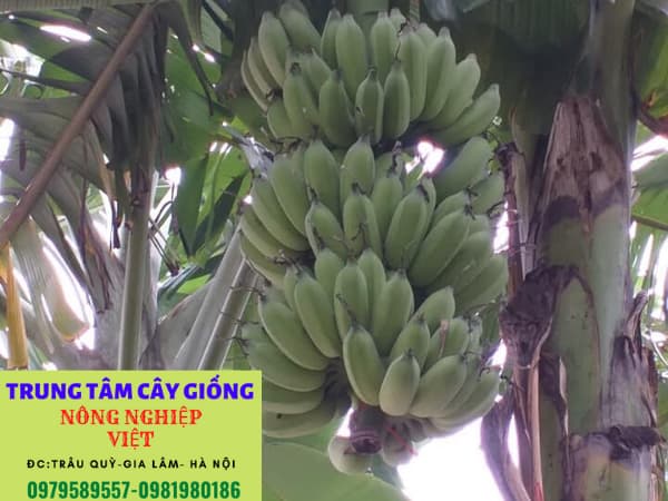 Sâu bệnh hại trên cây chuối
