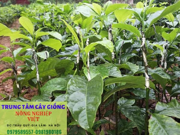 cây dổi ghép giống