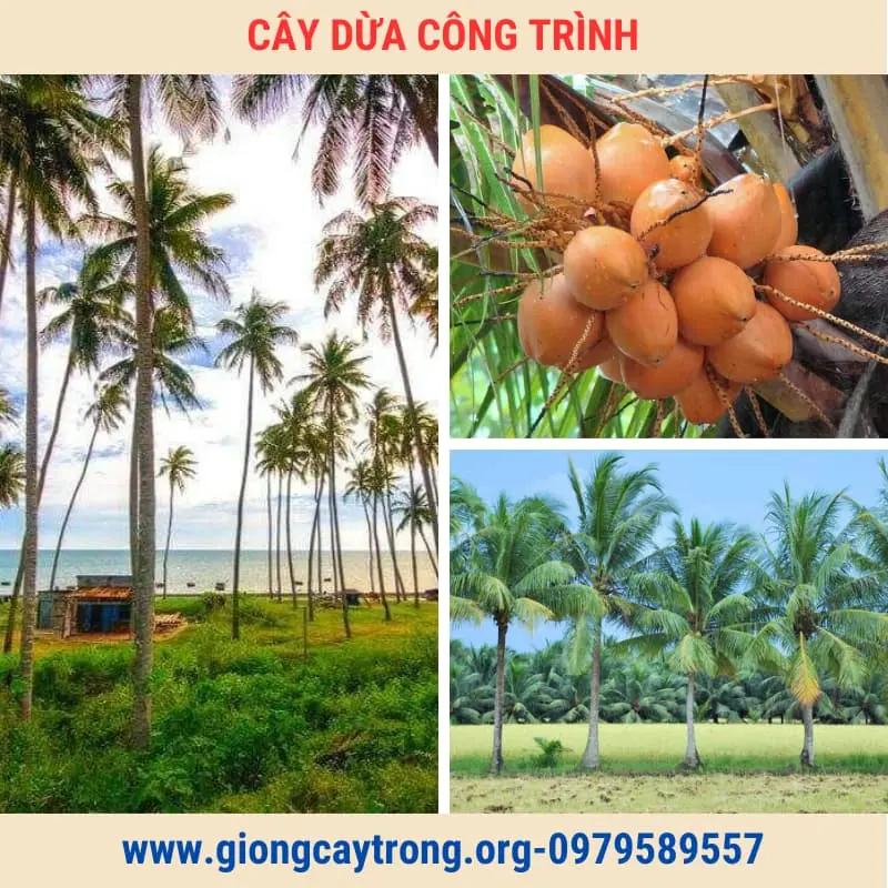 Cây Dừa Trồng Công Trình Cây To Cao Từ 2m Giá Rẻ Toàn Quốc