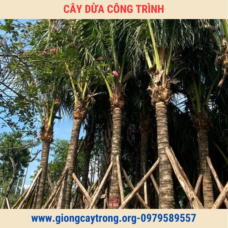 Cây Dừa Trồng Công Trình Cây To Cao Từ 2m Giá Rẻ Toàn Quốc