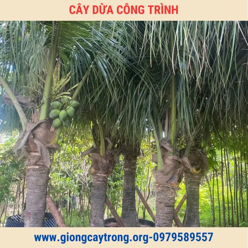 Cây Dừa Trồng Công Trình Cây To Cao Từ 2m Giá Rẻ Toàn Quốc