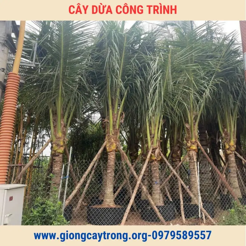 Cây Dừa Trồng Công Trình Cây To Cao Từ 2m Giá Rẻ Toàn Quốc