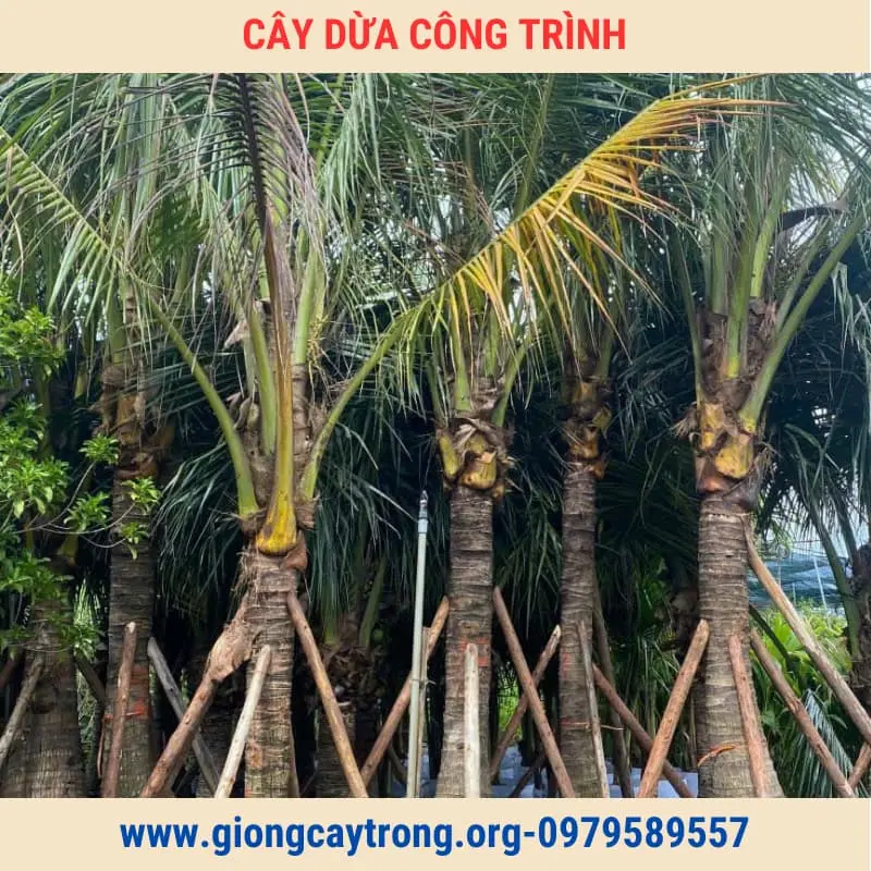 Cây Dừa Trồng Công Trình Cây To Cao Từ 2m Giá Rẻ Toàn Quốc