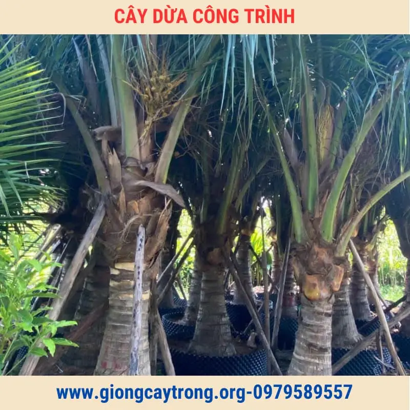 Cây Dừa Trồng Công Trình Cây To Cao Từ 2m Giá Rẻ Toàn Quốc