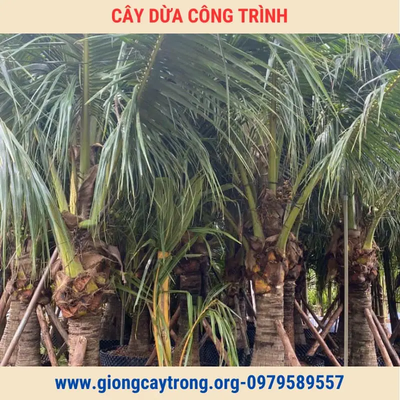 Cây Dừa Trồng Công Trình Cây To Cao Từ 2m Giá Rẻ Toàn Quốc