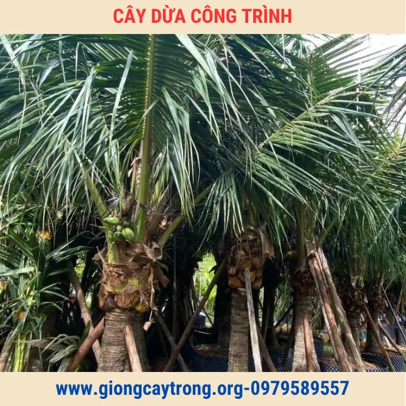 Cây Dừa Trồng Công Trình Cây To Cao Từ 2m Giá Rẻ Toàn Quốc