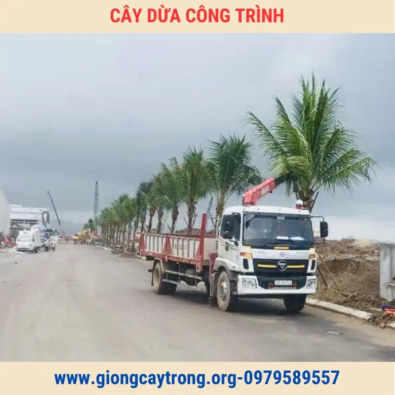 Cây Dừa Trồng Công Trình Cây To Cao Từ 2m Giá Rẻ Toàn Quốc