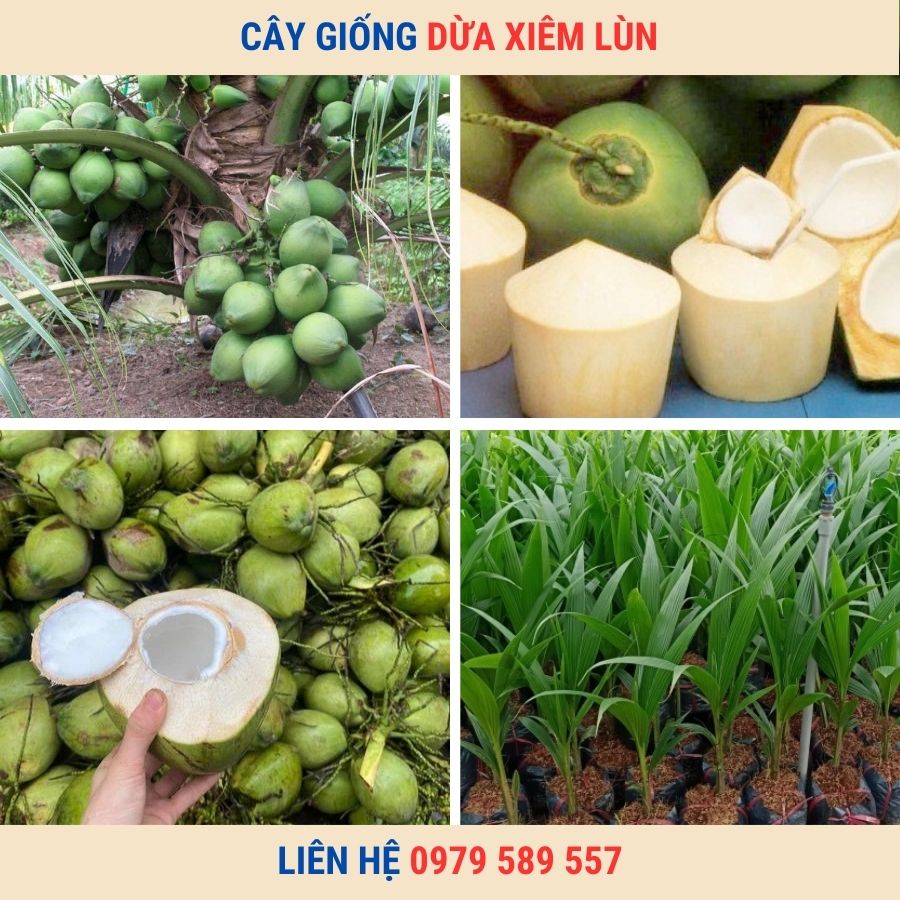 Cây giống dừa xiêm  lùn, cây giống năng suất cao, dễ trồng, nhanh cho thu hoạch