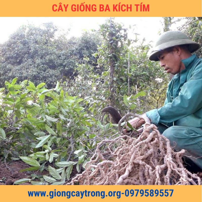Cây Giống Ba Kích Tím Chuẩn Có Bảo Hành - Nông Nghiệp Việt