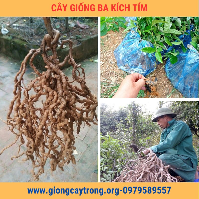 Cây Giống Ba Kích Tím Chuẩn Có Bảo Hành - Nông Nghiệp Việt