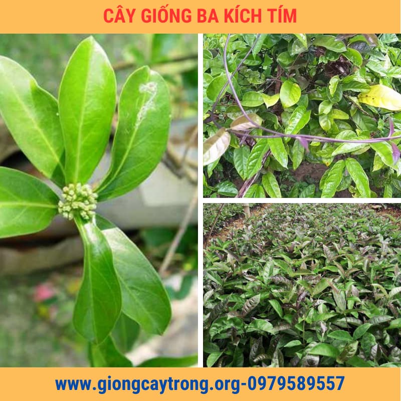 Cây Giống Ba Kích Tím Chuẩn Có Bảo Hành - Nông Nghiệp Việt