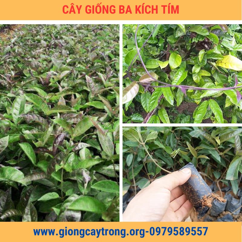 cây giống ba kích tím giongcaytrong org (6)