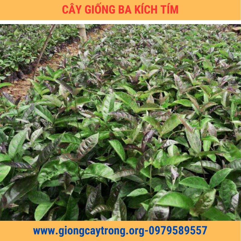 Cây Giống Ba Kích Tím Chuẩn Có Bảo Hành - Nông Nghiệp Việt