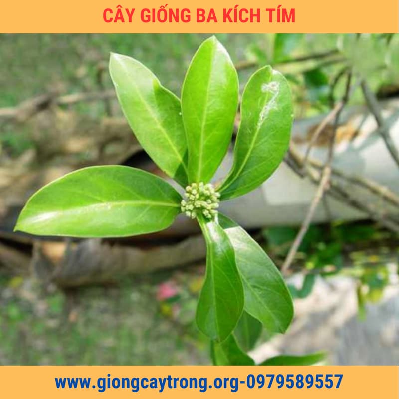Những Điều Kiêng Kỵ Khi Sử Dụng Ba Kích