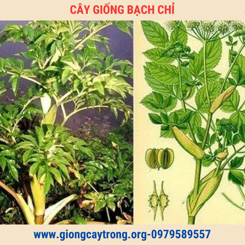 Cây Bạch Chỉ Giống Chuẩn Có  Bảo Hành- Vườn Ươm Nông Nghiệp Việt