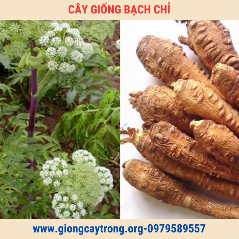 Cây Bạch Chỉ Giống Chuẩn Có  Bảo Hành- Vườn Ươm Nông Nghiệp Việt