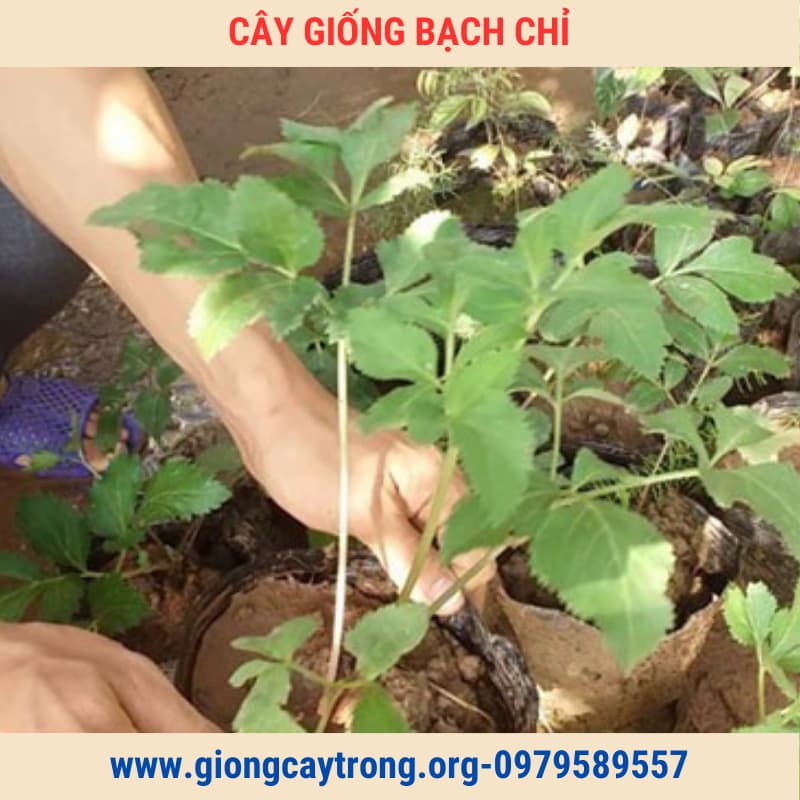 cây giống bạch chỉ (4)