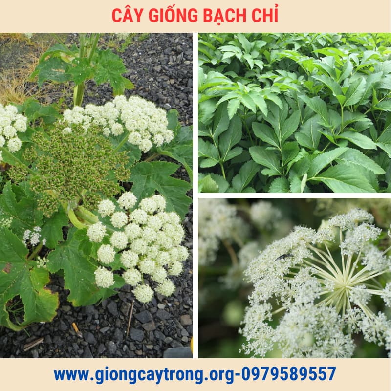 cây giống bạch chỉ (5)