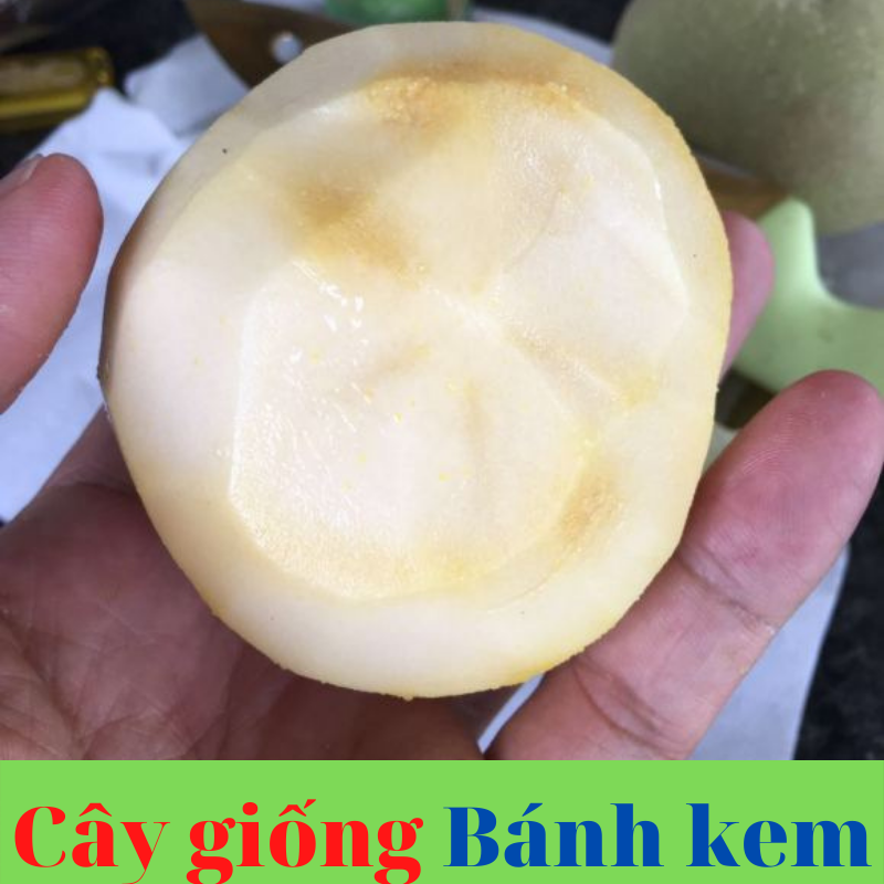 cay banh kem