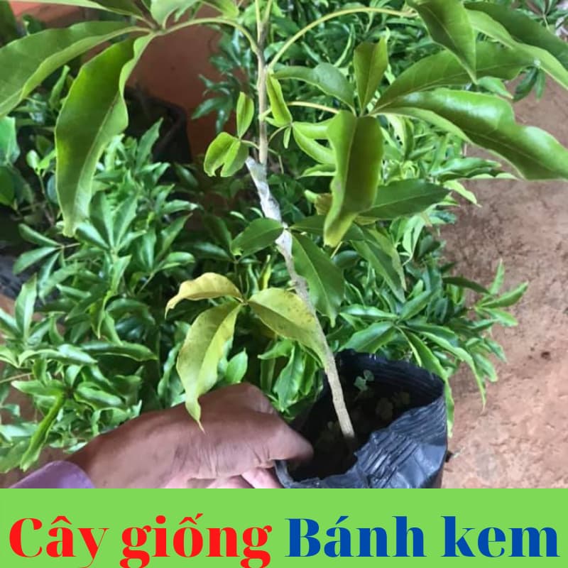 cay banh kem