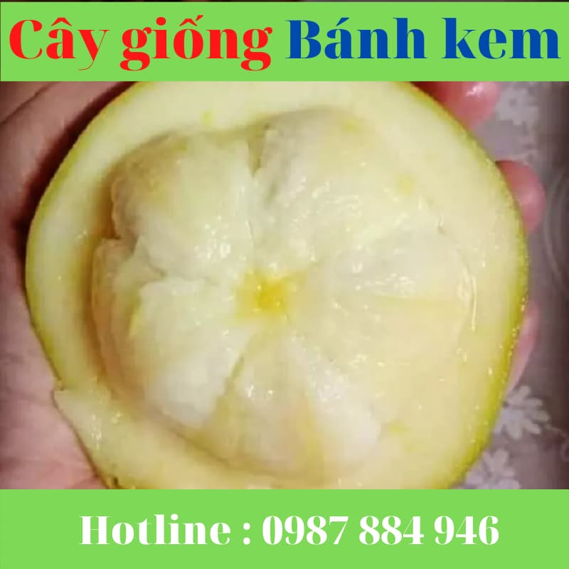 Cây giống Bánh Kem - cây nhập khẩu độc lạ đã trồng thành công ở Việt Nam