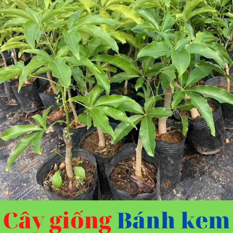 cay banh kem