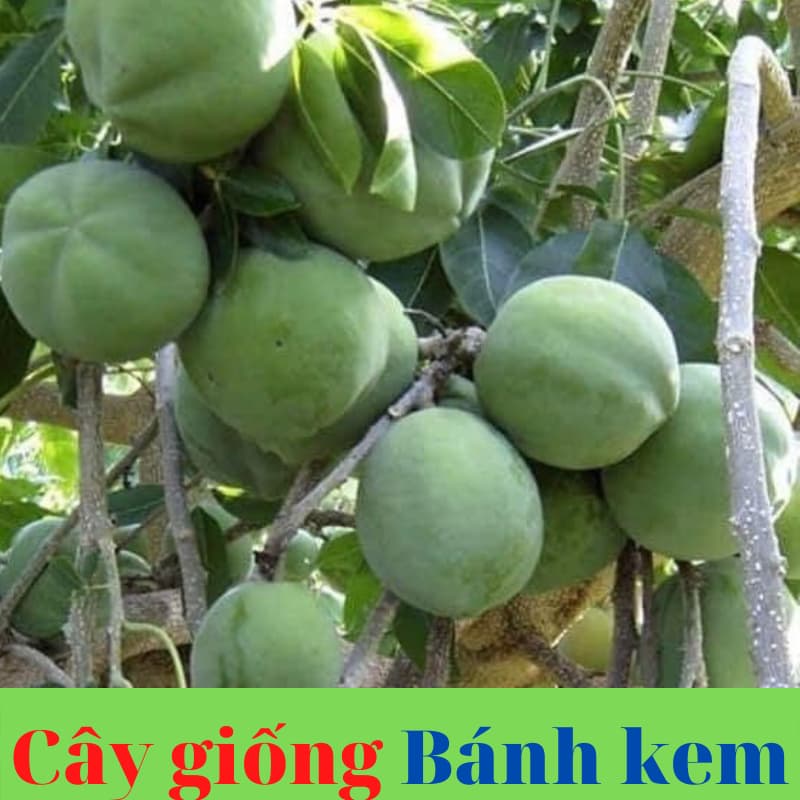 cay banh kem