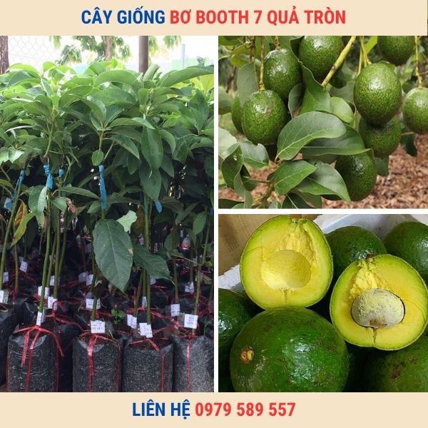 Giống Bơ Booth 7 Giống Bơ Quả Tròn Thơm Ngon Năng Suất Cao