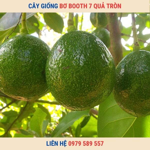Giống Bơ Booth 7 Giống Bơ Quả Tròn Thơm Ngon Năng Suất Cao