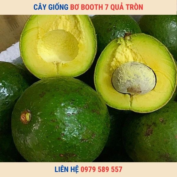 Giống Bơ Booth 7 Giống Bơ Quả Tròn Thơm Ngon Năng Suất Cao
