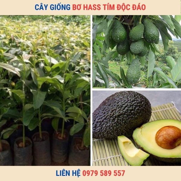 Giống Bơ Hass ( Bơ Hát) Bơ Tím Độc Đáo Thơm Ngon