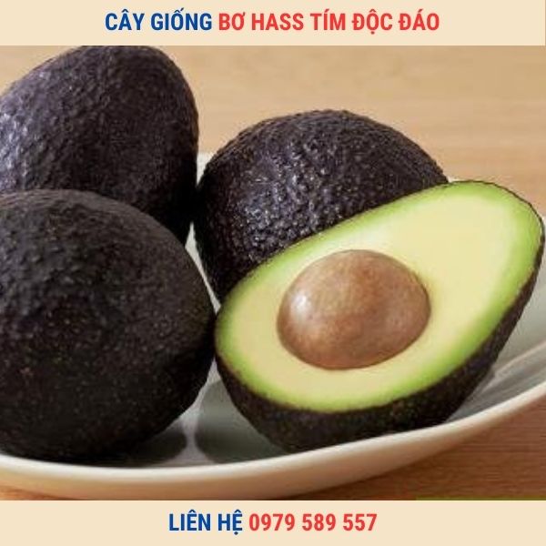 Giống Bơ Hass ( Bơ Hát) Bơ Tím Độc Đáo Thơm Ngon