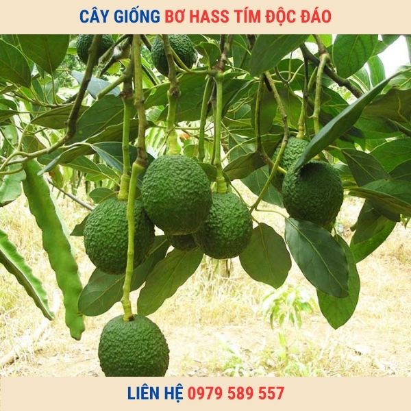 Giống Bơ Hass ( Bơ Hát) Bơ Tím Độc Đáo Thơm Ngon