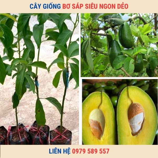 Giống Cây Bơ Sáp Giống Bơ Dẻo Thơm Ngon Giàu Dinh Dưỡng Dễ Trồng