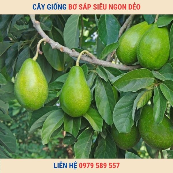 Giống Cây Bơ Sáp Giống Bơ Dẻo Thơm Ngon Giàu Dinh Dưỡng Dễ Trồng