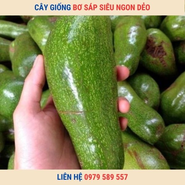 Giống Cây Bơ Sáp Giống Bơ Dẻo Thơm Ngon Giàu Dinh Dưỡng Dễ Trồng