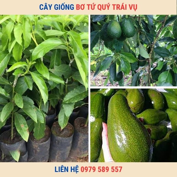 Cây Giống Bơ Tứ Quí Dễ Trồng Dễ Chăm Sóc Năng Suất Cao Chất Lượng Chuẩn