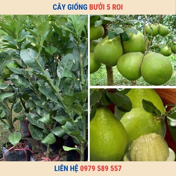 Cây giống bưởi 5 roi - giống bưởi đặc sản chất lượng chuẩn.
