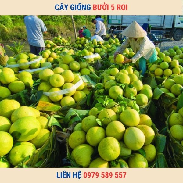 Cây giống bưởi 5 roi - giống bưởi đặc sản chất lượng chuẩn.