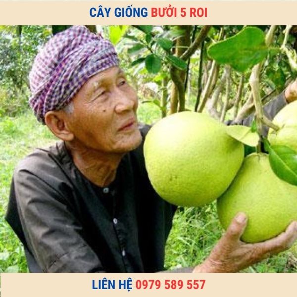 Cây giống bưởi 5 roi - giống bưởi đặc sản chất lượng chuẩn.