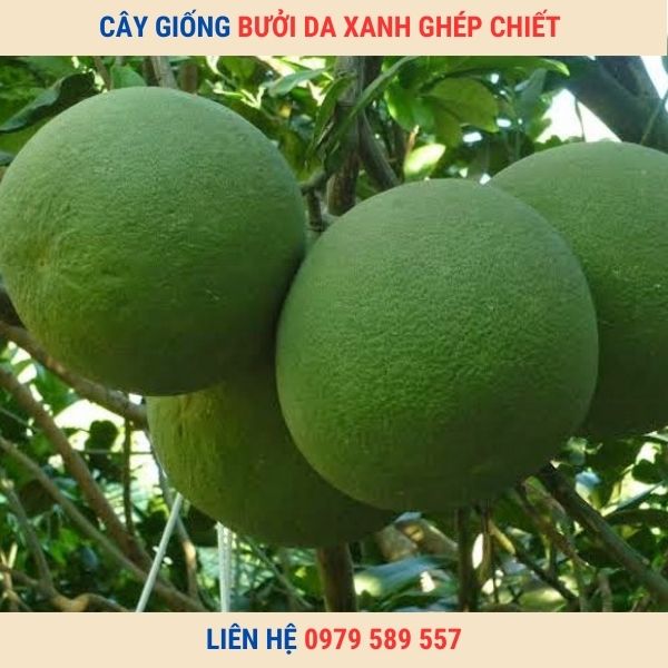 Cây giống Bưởi Da Xanh - Cây ghép, Cây chiết
