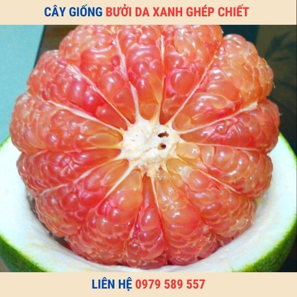 Cây giống Bưởi Da Xanh - Cây ghép, Cây chiết