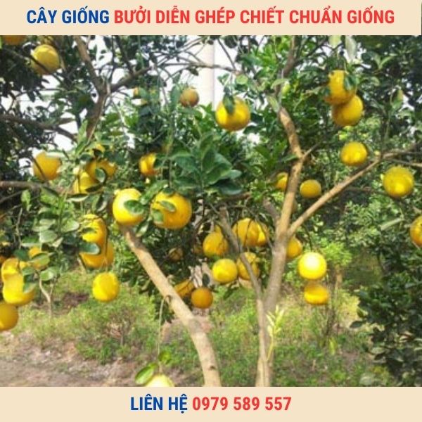 Cây Bưởi Diễn Giống Chuẩn - Dễ Trồng - Bảo Hành- Giao Hàng Toàn Quốc