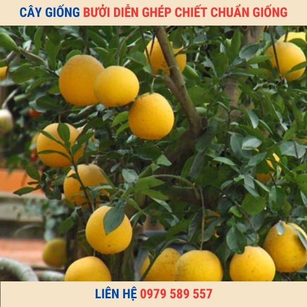 Cây Bưởi Diễn Giống Chuẩn - Dễ Trồng - Bảo Hành- Giao Hàng Toàn Quốc