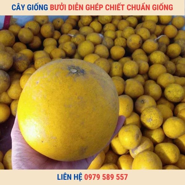 Cây Bưởi Diễn Giống Chuẩn - Dễ Trồng - Bảo Hành- Giao Hàng Toàn Quốc