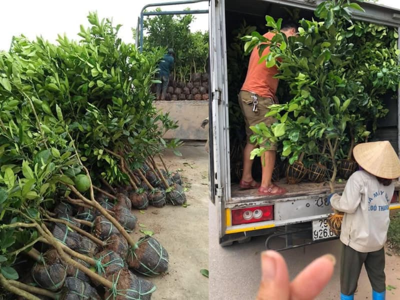cây giống bưởi diễn choai (5)