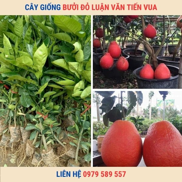 Cây giống bưởi đỏ Luận Văn- Cách trồng chăm sóc bưởi tiến vua giá trị cao